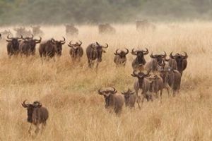 Migration Serengeti