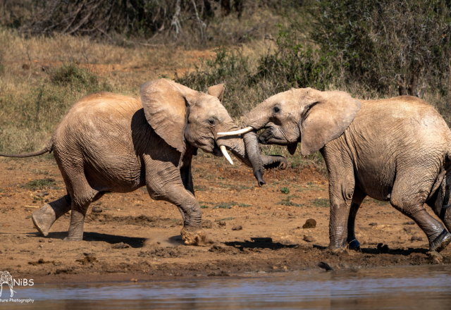 Auf dem Pfad der afrikanischen Elefanten