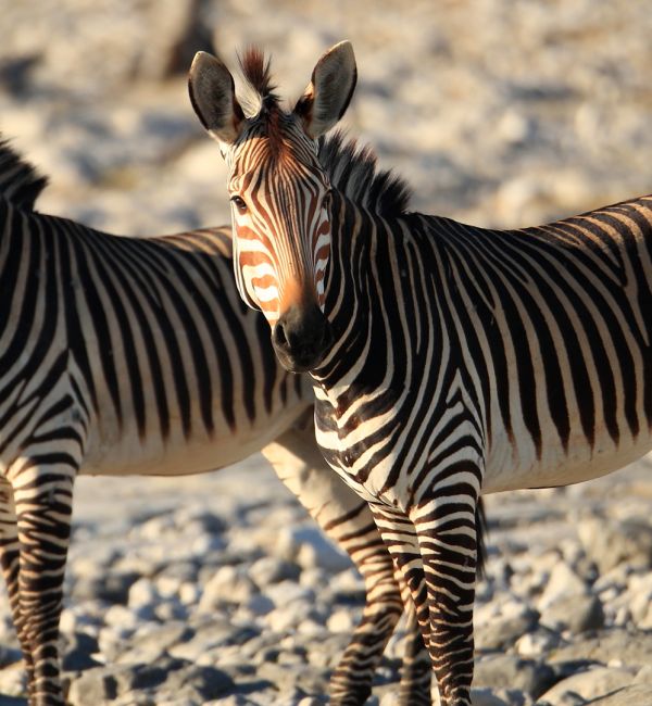 Zebras Etosha