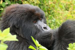 Gorilla