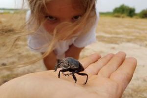 "Heiliger Pillendreher" - Käfer (Credit: Werner Uwe Roettgering)