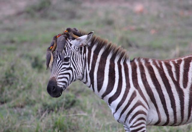 Flugsafari Amboseli und Masai Mara