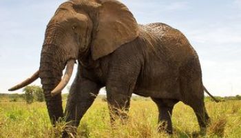 Elefant im Tarangire