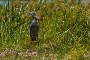 Schuhschnabel (credit: Thorsten Hanewald)