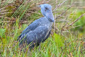 schuhschnabel mabamba