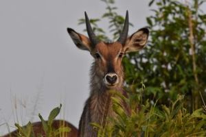 Bushbock (Credit: Werner Uwe Roettgering)