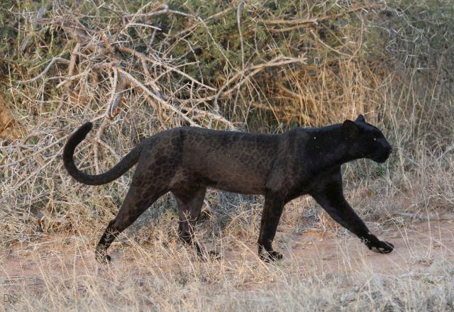 Kenias Hochland und der Wilde Norden mit Profi-Fotograf Reiner Harscher