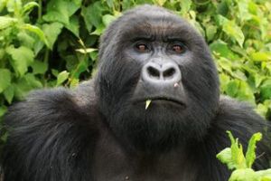 Gorilla in Uganda