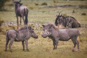 Warzenschweine Masai Mara