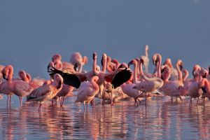 Flamingos