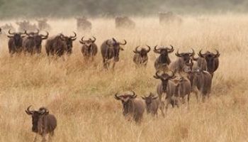 Migration Serengeti