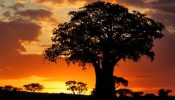 Baobab im Tarangire