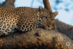 Leopard (credit: Thorsten Hanewald)