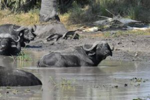 Büffel im Wasser (Credit: Werner Uwe Roettgering)