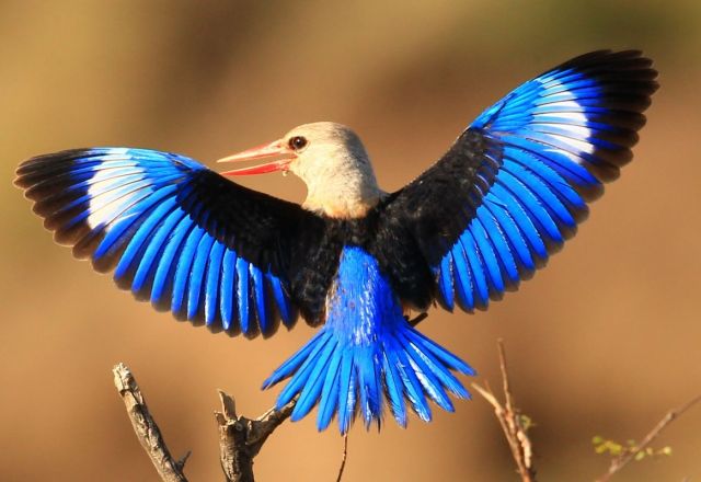 Mamba Safari - abseits des Massentourismus