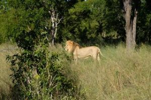 Simbabwe´s Wildlife