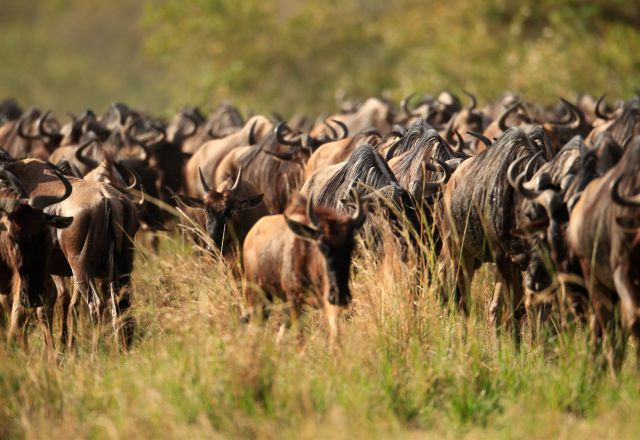Masai Mara - Gnuwanderung pur