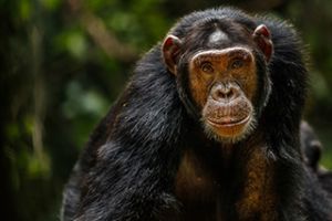 schimpanse kibale forest