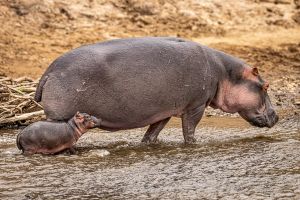 Flusspferde Lake Manyara