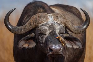 Büffel im Tsavo West