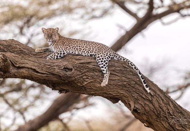 Fotoreise Kenia mit Johnny Krüger