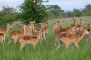 Uganda Kobs (Grasantilopen)