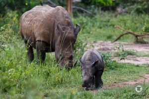 Nashörner (credit: Thorsten Hanewald)