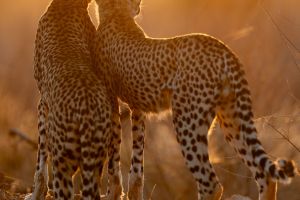 Geparden im Sonnenuntergang