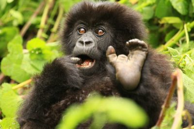 Gorilla Baby Boom2 Simonkeller