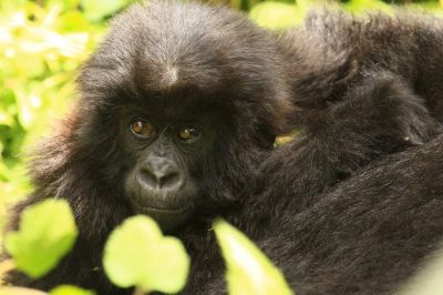 Gorilla Baby Boom3 Simonkeller