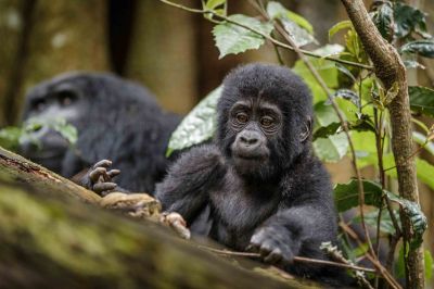 Gorilla Baby Boom4 Thorstenhanewald