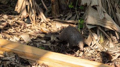 Pangolinrescuecenteruganda11