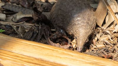 Pangolinrescuecenteruganda12