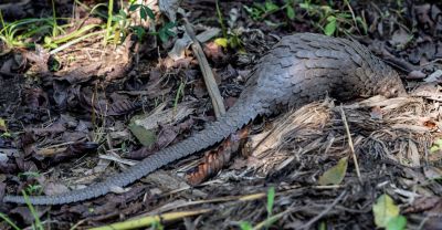 Pangolinrescuecenteruganda13