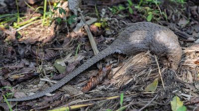 Pangolinrescuecenteruganda14