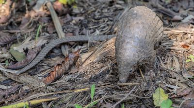 Pangolinrescuecenteruganda16