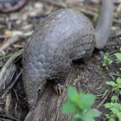 Pangolinrescuecenteruganda17