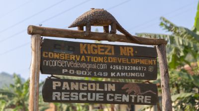 Pangolinrescuecenteruganda21