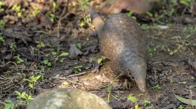 Pangolinrescuecenteruganda3
