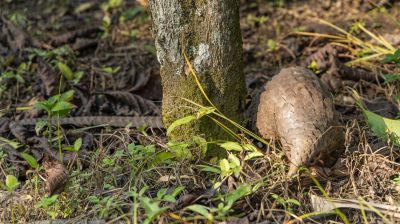 Pangolinrescuecenteruganda4