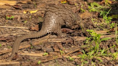 Pangolinrescuecenteruganda7