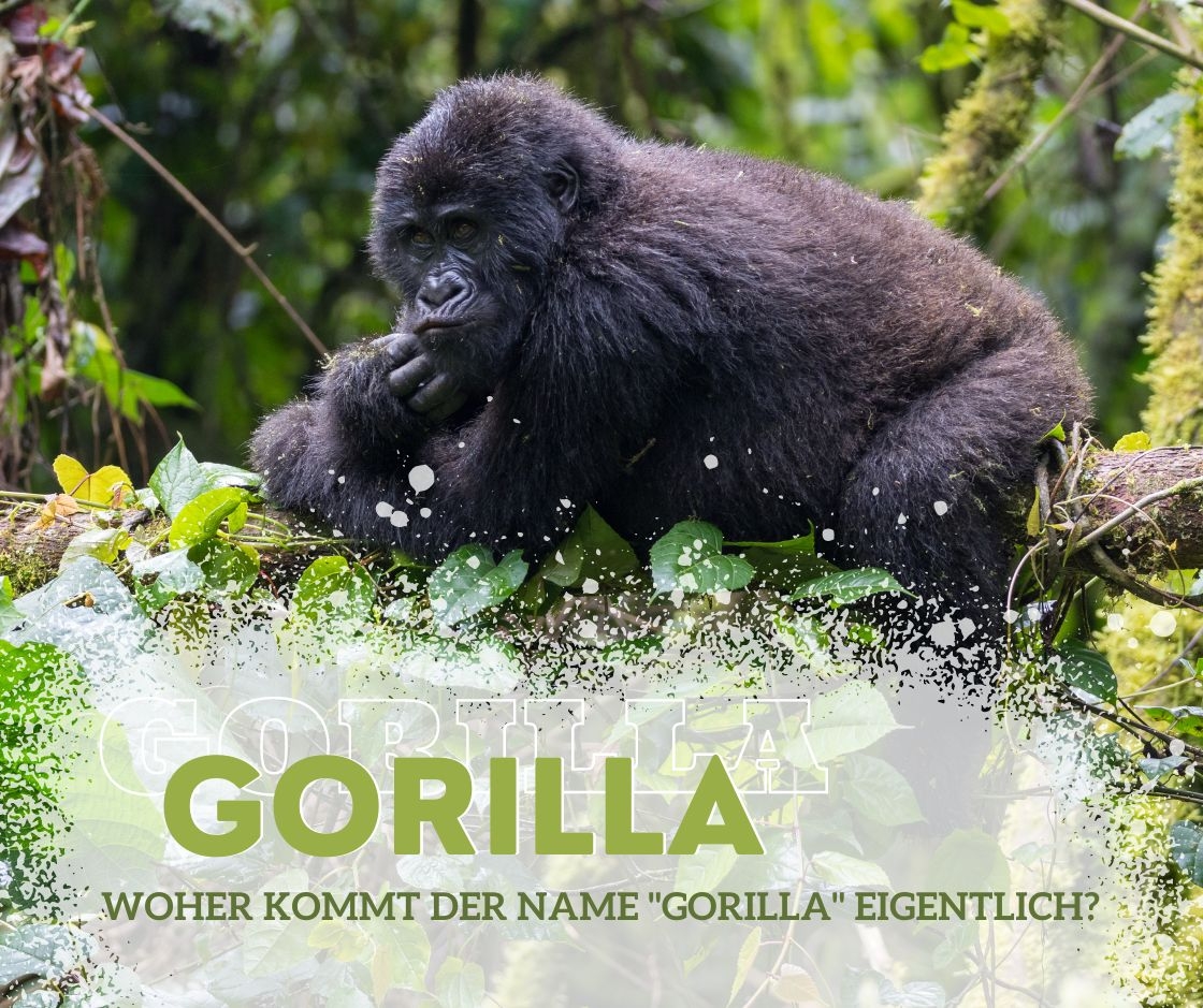 Gorilla