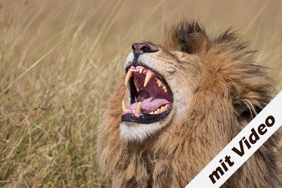 Löwe in der Masai Mara