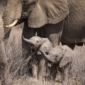 Elefantenjunge in der Savanne