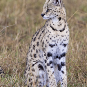 Serval