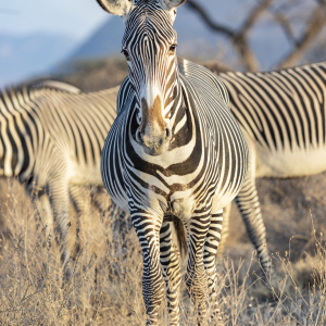 Grevy Zebra