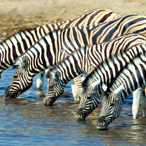 Zebras am Wasserloch