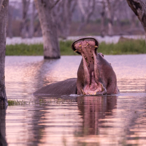 Nilpferd mit offenem Maul