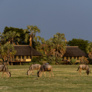 Gnus rund um das Camp
