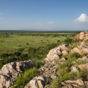 silverless_tarangire_6r1a03381